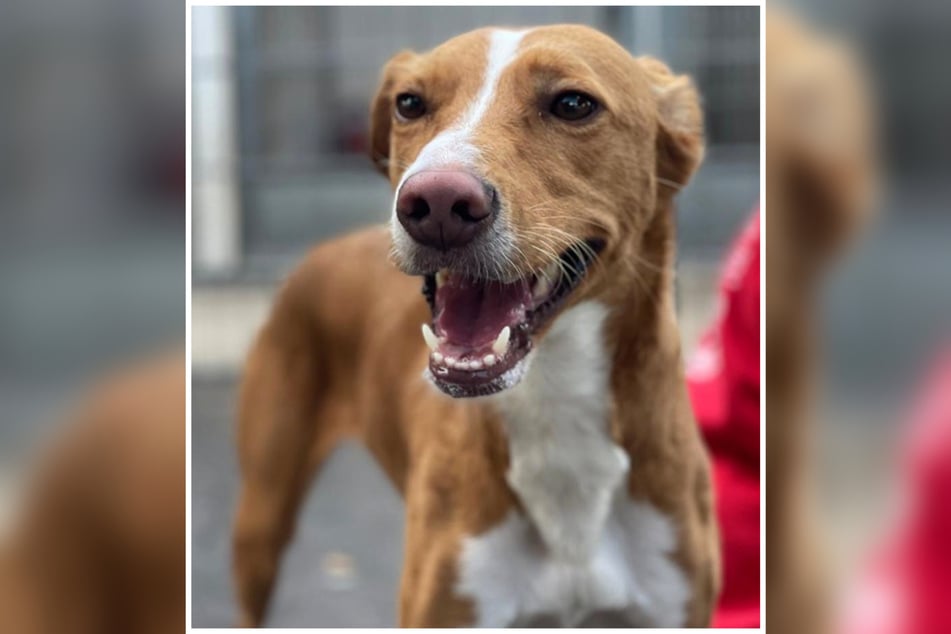 Luna wurde an das Tierheim in Frankfurt abgegeben, da ihr vorheriger Halter mit der Podenco-Hündin überfordert war.