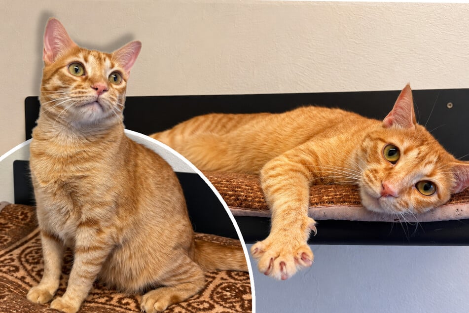 Kater Obelix schätzt die Nähe zu Menschen. Wer schenkt ihm ein Zuhause?