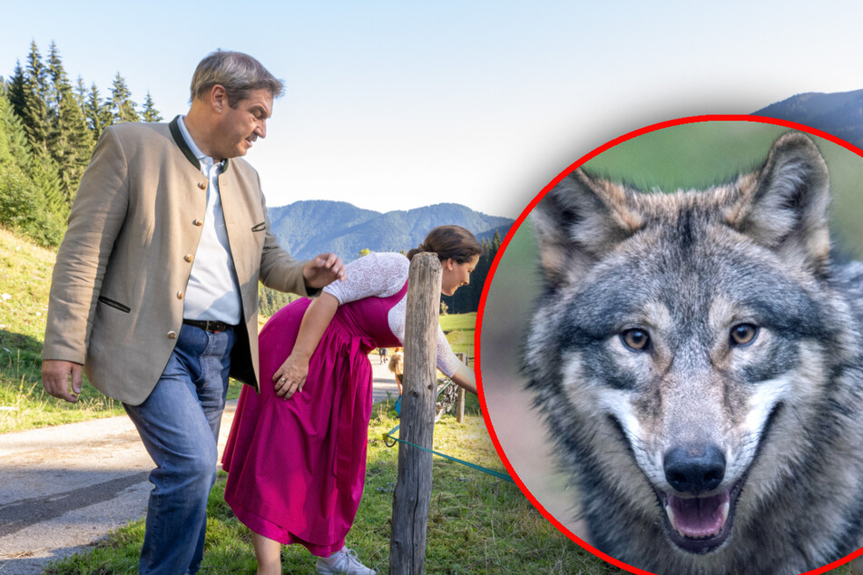 "Der Wolf gehört hier nicht her": Söder will Abschuss in Bayern erleichtern