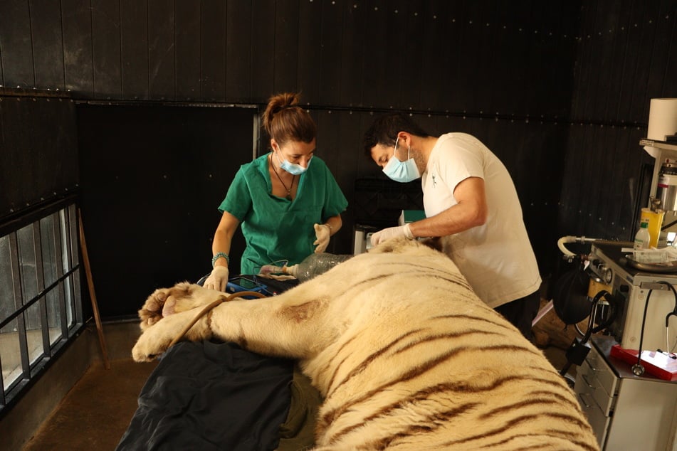 Bei "AAP" arbeiten circa 100 festangestellte Mitarbeiter und circa 200 freiwillige Helfer. Die meisten kümmern sich ausschließlich um die Tiere und ihr Wohlergehen.