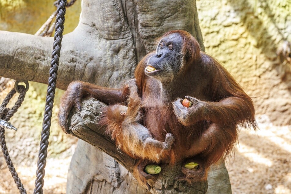Um einer Überpopulation entgegenzuwirken wurden einige Orang-Utan-Weibchen mit einem Implantat ausgestattet.