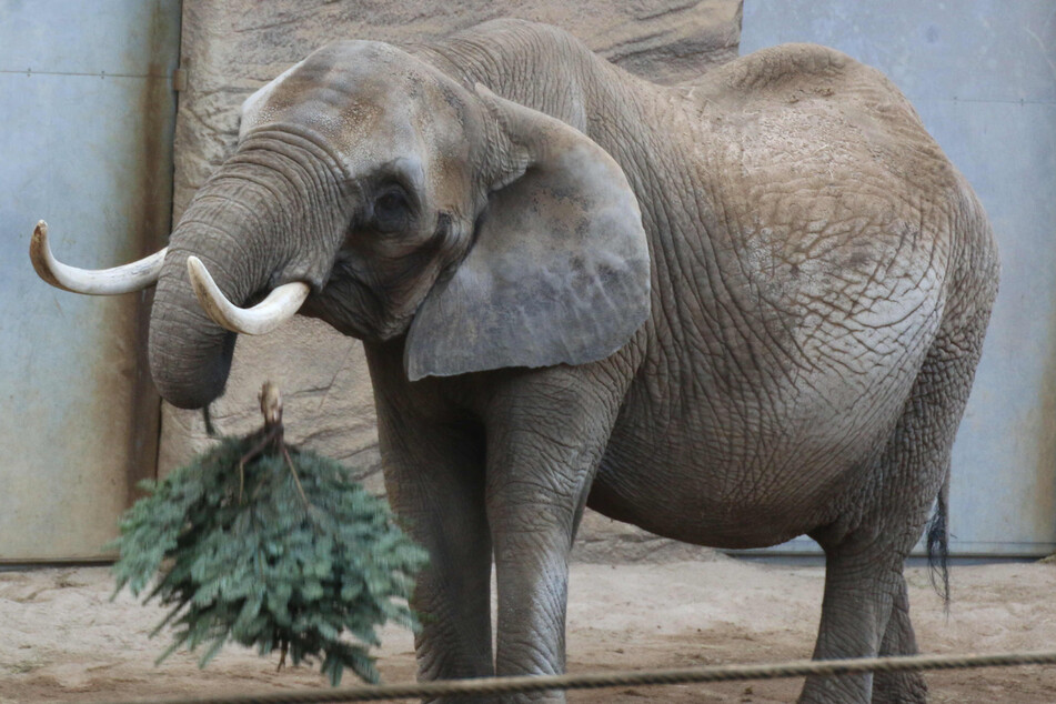 Die Elefantenkuh kam mit zwei Jahren in den Zoo.