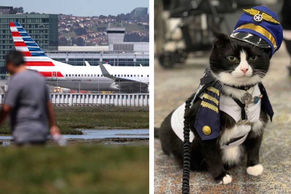 San Francisco Airport hires cat to fill a very important role!