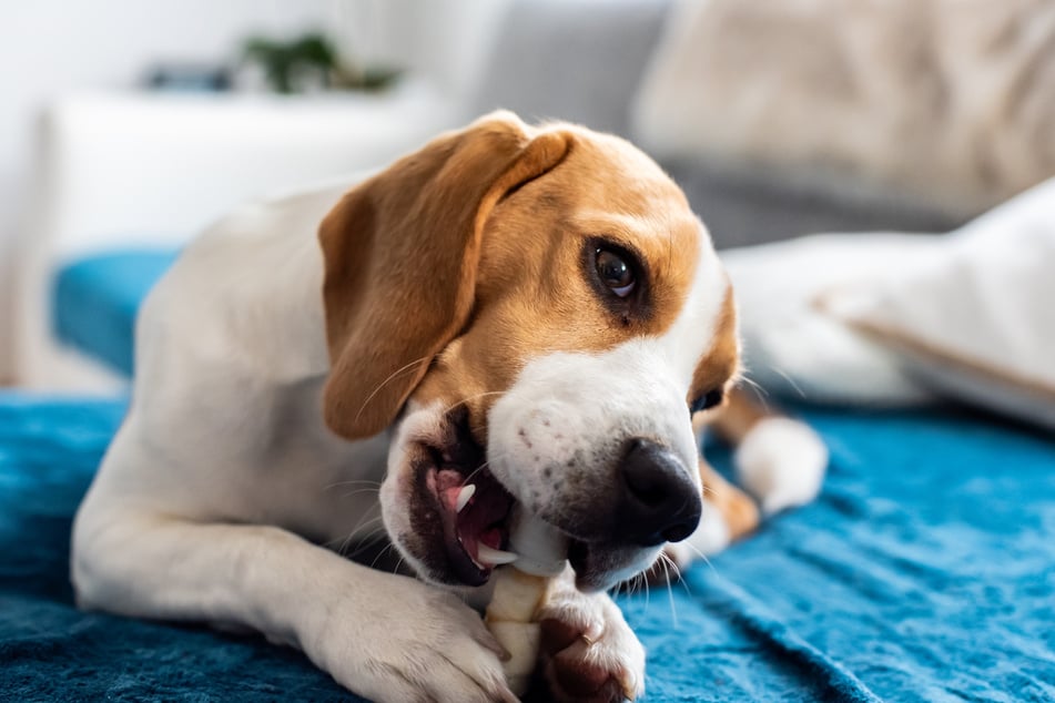 Kauartikel aus Rinderhaut stehen im Verdacht, das "Werwolf-Syndrom" bei Hunden auszulösen. (Symbolbild)