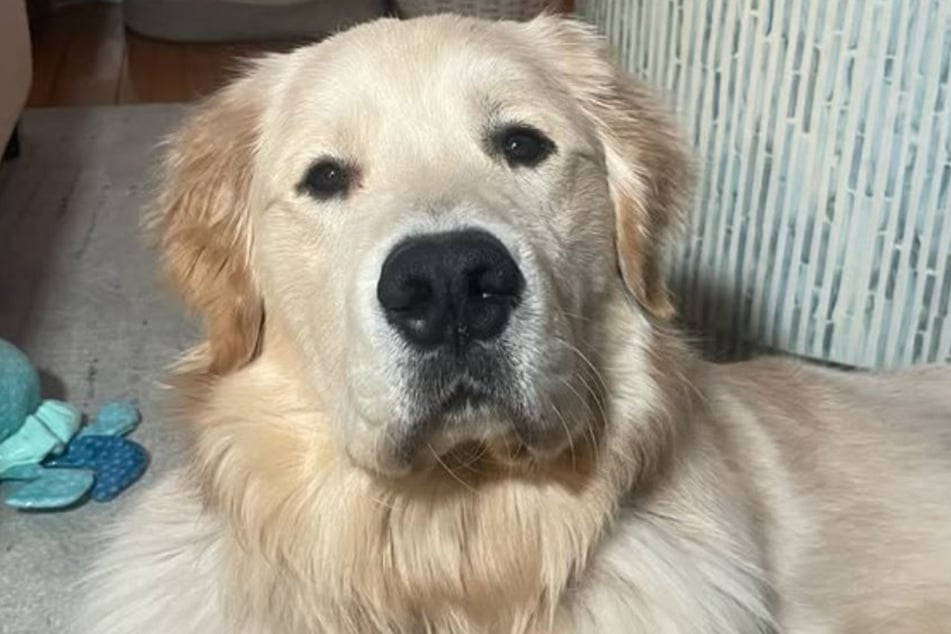 Golden Retriever Marlin lives with his owner Sara Kourtesis in Newport, Rhode Island.