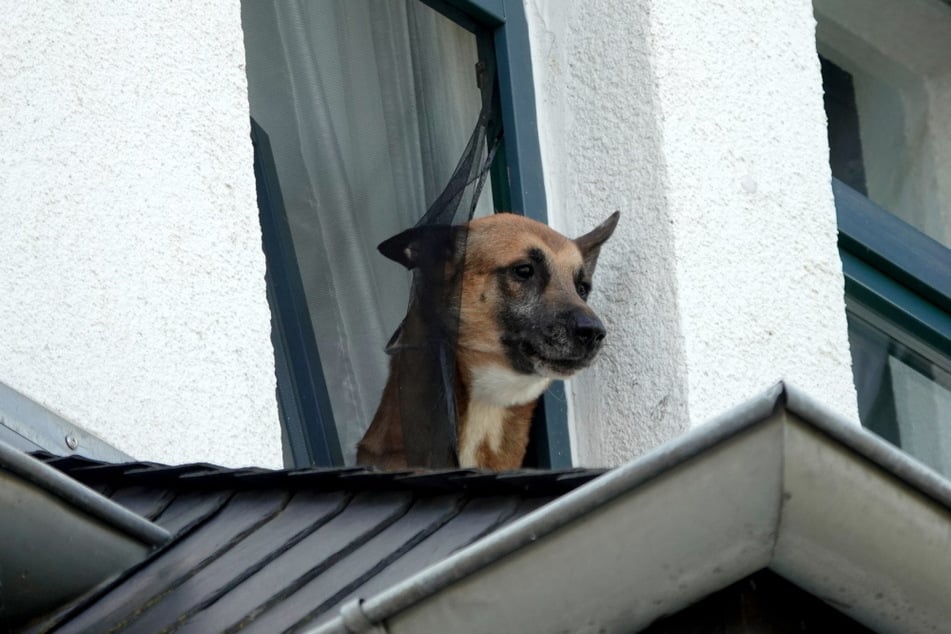 Die Einsatzkräfte konnten den Hund zurück in die Wohnung drängen.