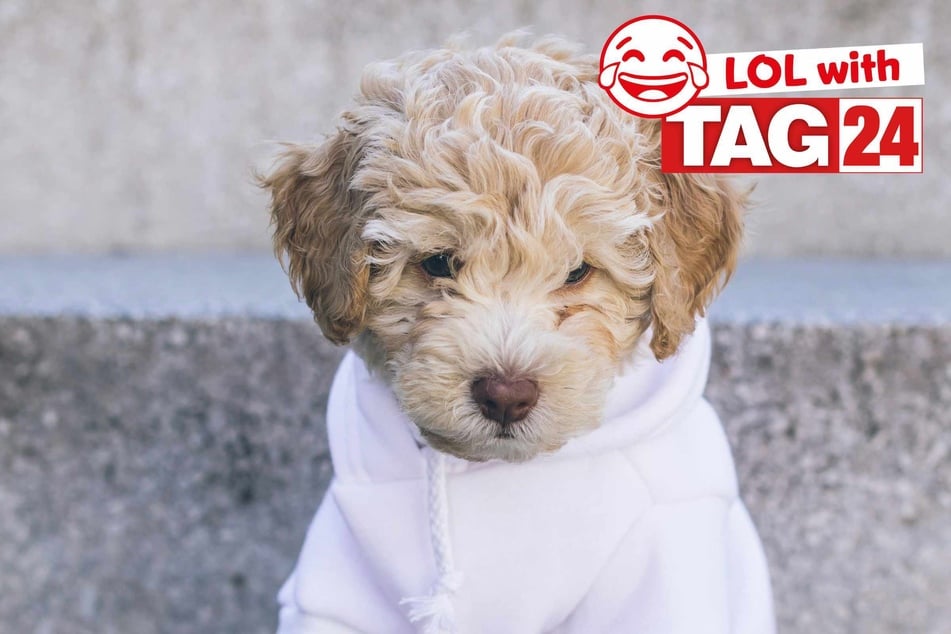 Joke of the Night for January 29, 2026: A puppy funny.