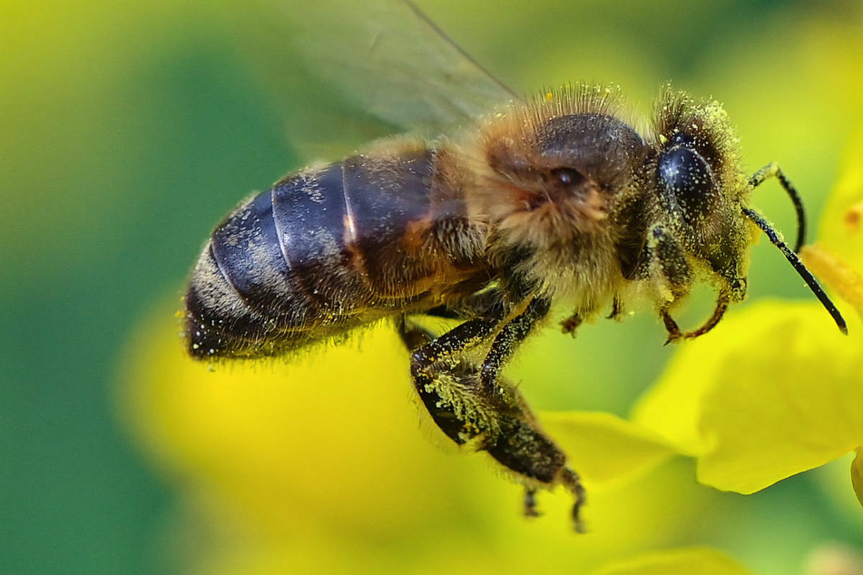 Mit diesem kuriosen Trick kühlen Bienen ihren Nachwuchs ab