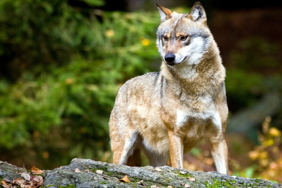 Werden heimlich Wölfe getötet: Eigene Erkenntnisse zu illegalen Abschüssen gibt die Staatsregierung nicht preis.