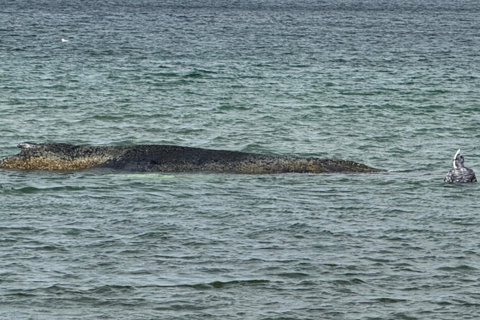 YouTuber Robert Marc Lehmann (r.) will in einem Tauchgang den Zustand des Wals überprüfen.