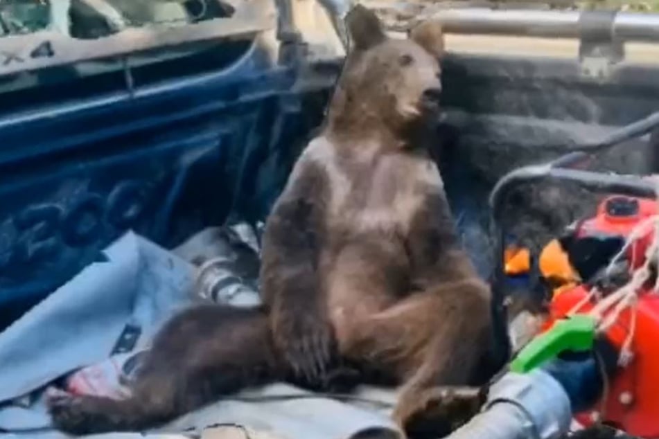 Ziemlich berauscht, hievten die Park-Ranger den jungen Bären auf ein Pickup.