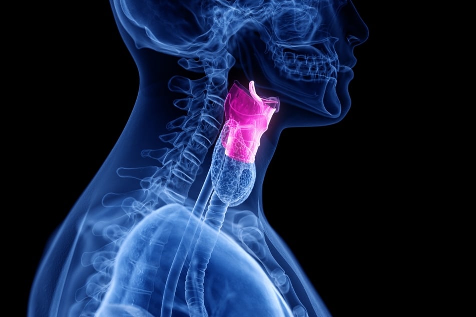 3D-Darstellung des menschlichen Kehlkopfes, welcher das Verbindungsstück zwischen Rachen und Luftröhre ist.