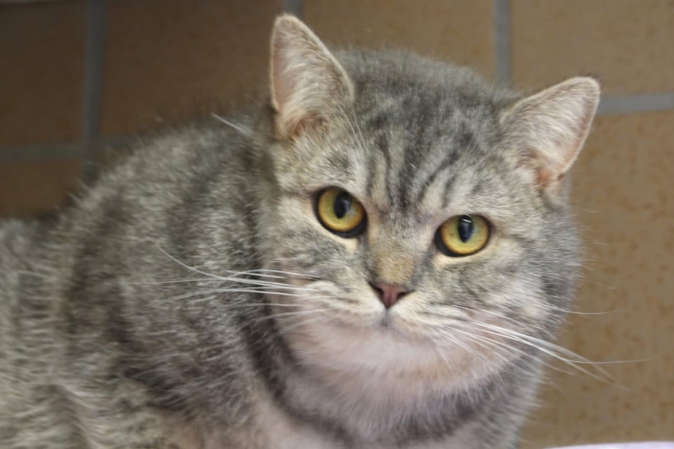 Yumi sucht sein Für-immer-Zuhause.