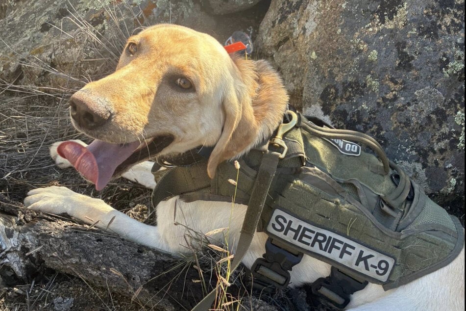 Polizeihund Arch half bei der Suche nach den vermissten Kindern - mit Erfolg!