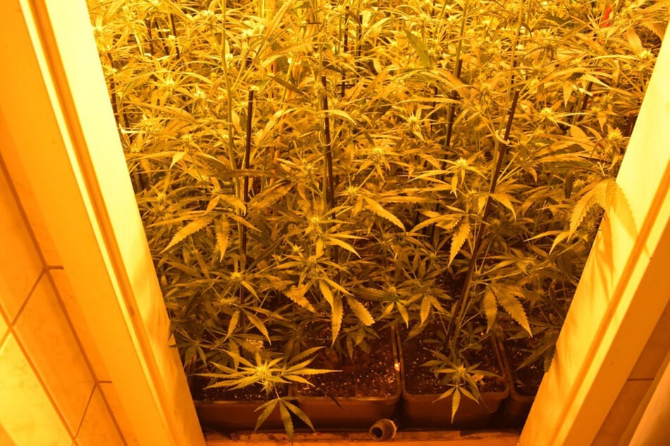 Die Cannabispflanzen wurden von der Polizei sichergestellt und beschlagnahmt.