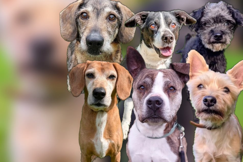 Kriegen sie noch eine Chance im Leben? Senioren-Vierbeiner suchen liebevolles Zuhause