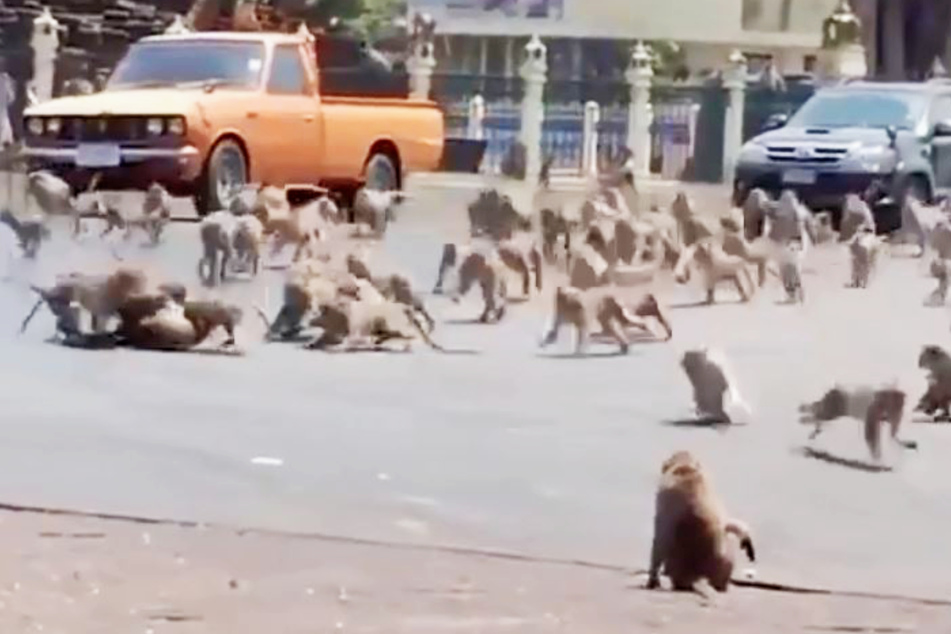 Tausende verwöhnte Affen prügeln sich um ausbleibendes Futter