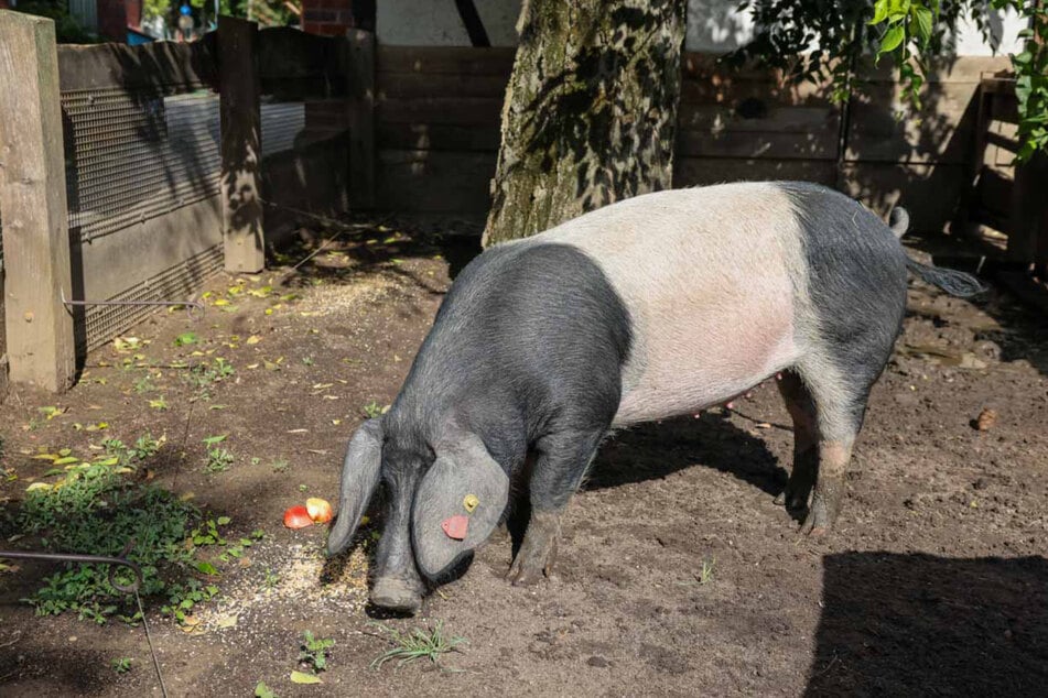 "Elfriede" fühlt sich in ihrem neuen Zuhause sichtlich wohl.