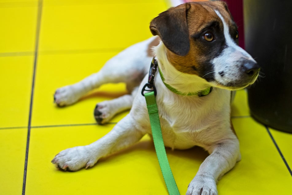 Besitzer hatte ihn nur kurz angeleint: 35-Jähriger stiehlt fremden Hund