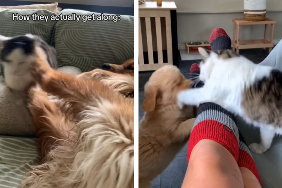 This cat and her puppy sibling's hilarious antics have TikTokers rolling with laughter!
