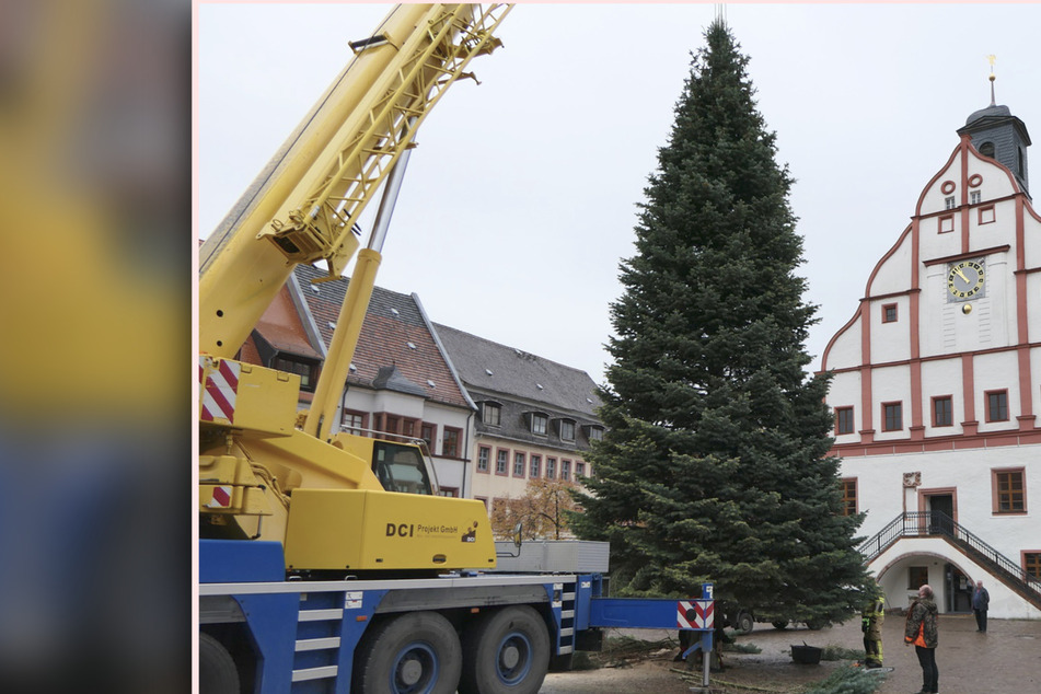 Grimma: Weihnachts-Tanne auf dem Marktplatz aufgestellt