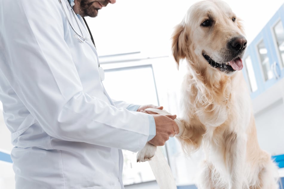 Ein Tierarzt mit ganz viel Gefühl: Diesem Mann vertrauen Hunde und Katzen blind