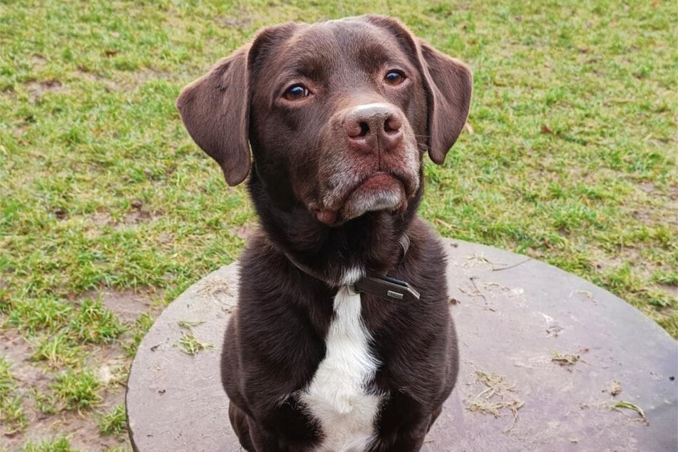 Labrador-Mischling Johannes aus dem Hamburger Tierheim sucht ein richtiges Zuhause.