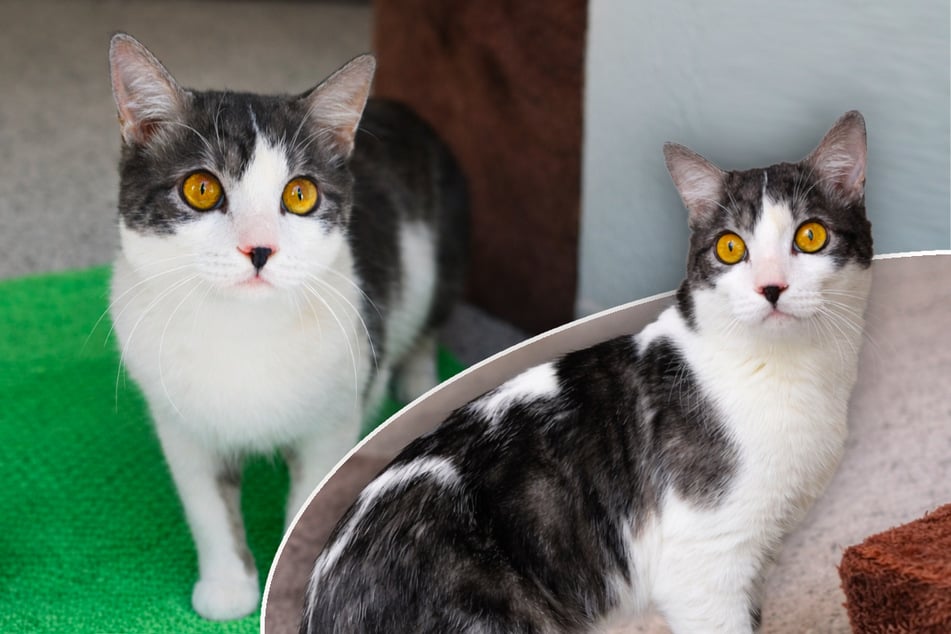 Kater mit besonderen Augen: Bernie sehnt sich nach Happy End