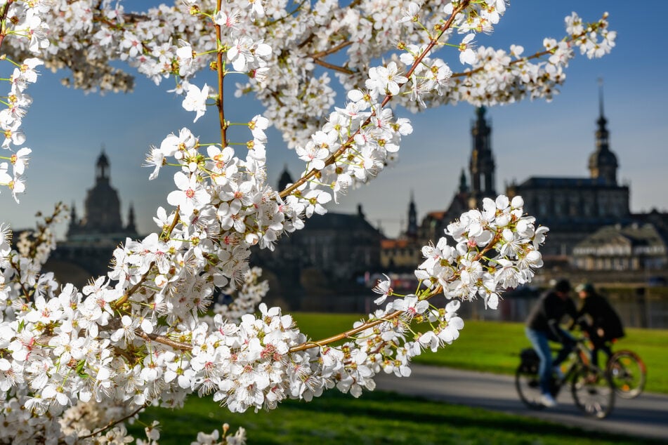 Der Frühling will sich ab nächster Woche von seiner besten Seite zeigen.