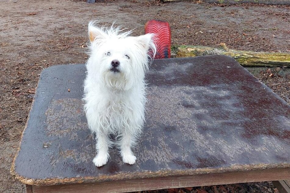 Die Hündin ist auf der Suche nach einem ruhigen Zuhause.