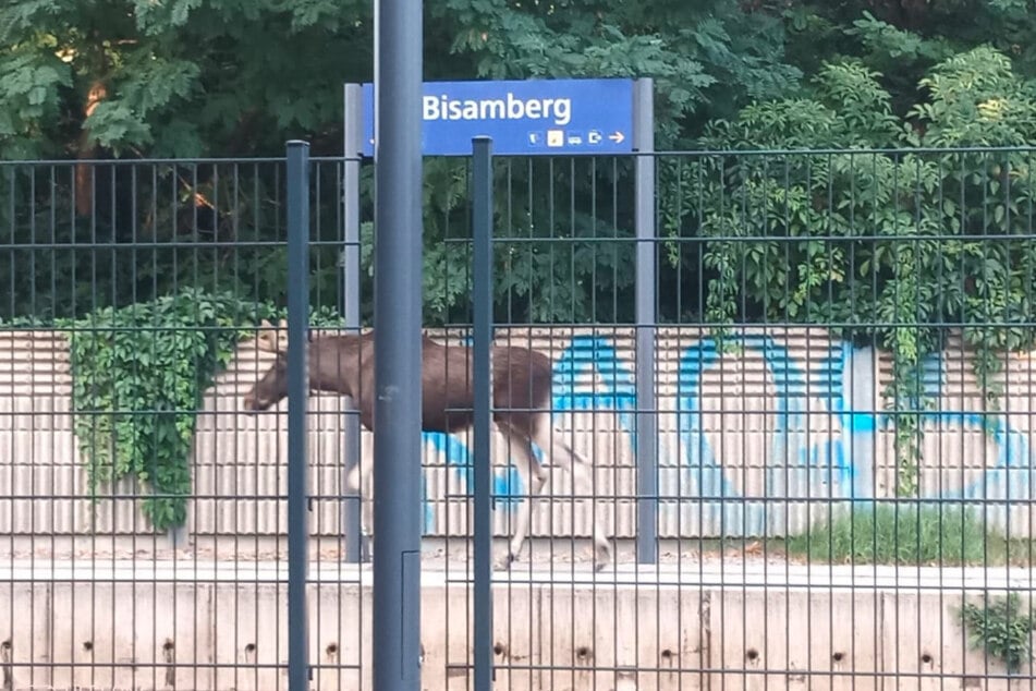 Elch "Emil" verirrte sich auf den Bahnsteig, wodurch mehrere Züge im Bahnhof stoppen mussten.