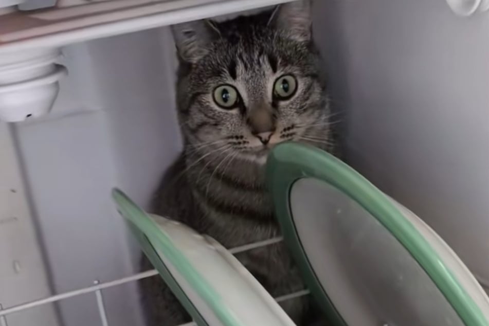 Apollo the cat loves hanging out in the dishwasher – for some reason!