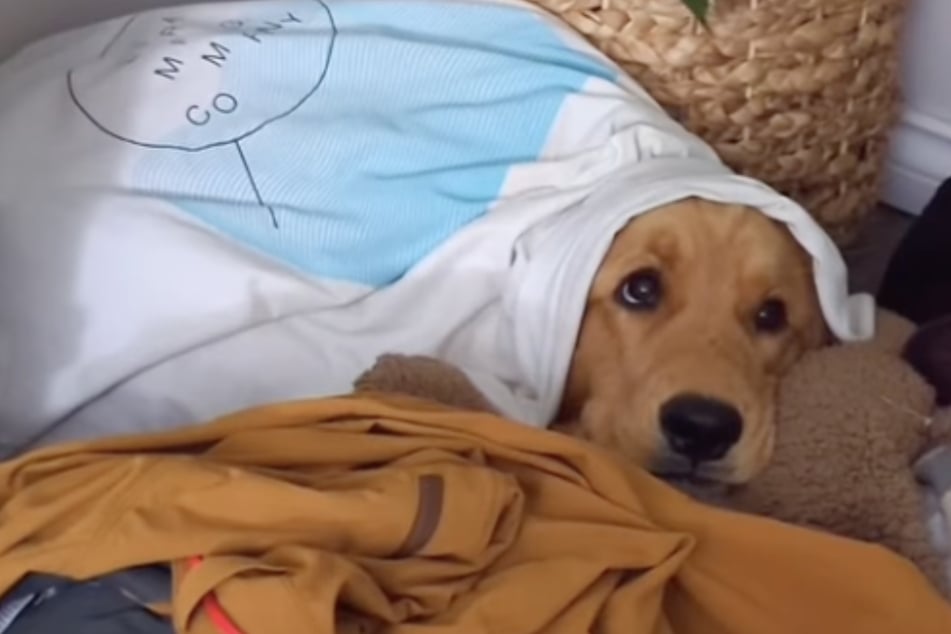 Hundebesitzer kehren von Reise zurück: Wie ihr Golden Retriever reagiert, rührt so viele zu Tränen