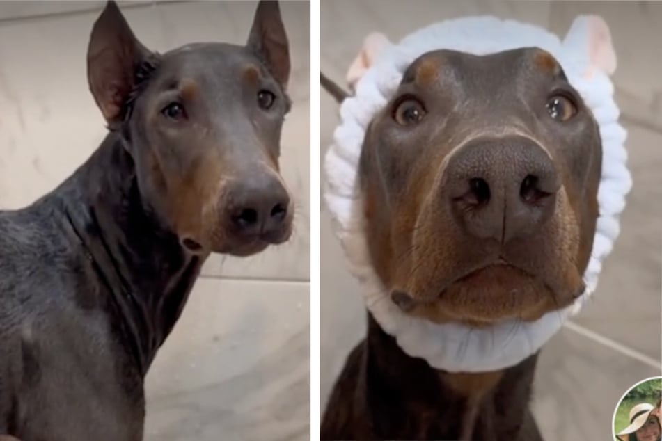 Doberman turns bath day into an event with lavish beauty routine!