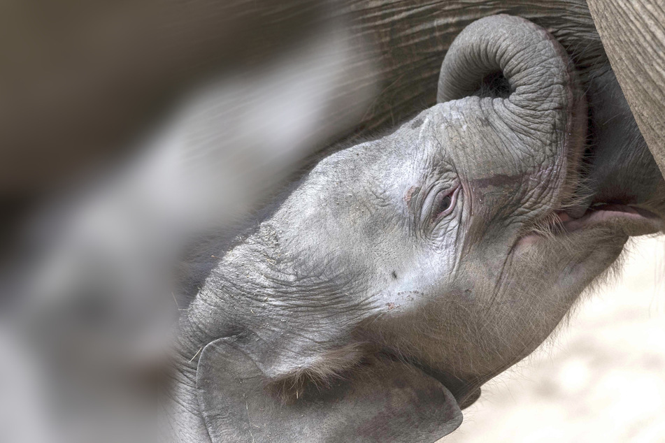 129,5 Kilo schwer! Zoo freut sich über süßes Elefantenbaby