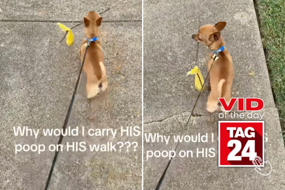 viral videos: Viral Video of the Day for August 4, 2025: Dog carries his own poop in the most hilarious way