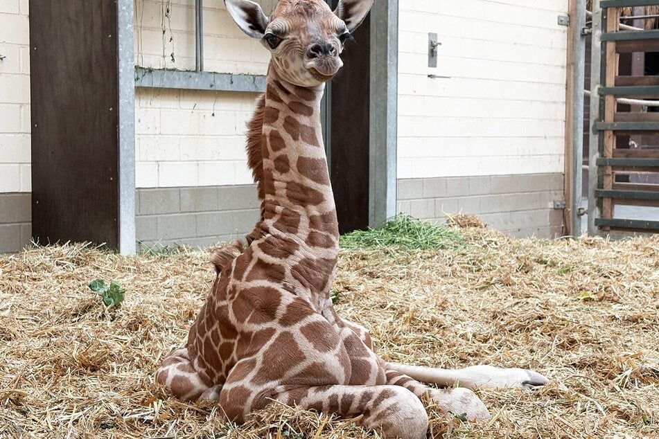 Noch keine 24 Stunden alt ist dieses kleine Giraffen-Kalb.