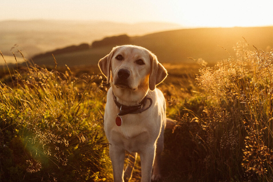 Labradors are some of the most photogenic dogs in the world.