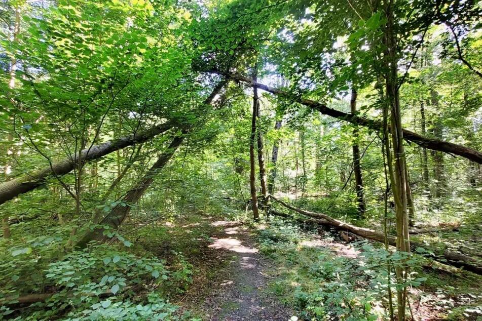 Leipzig: Gefahr für Spaziergänger: Einige Bäume im Leipziger Auwald in schlechter Verfassung