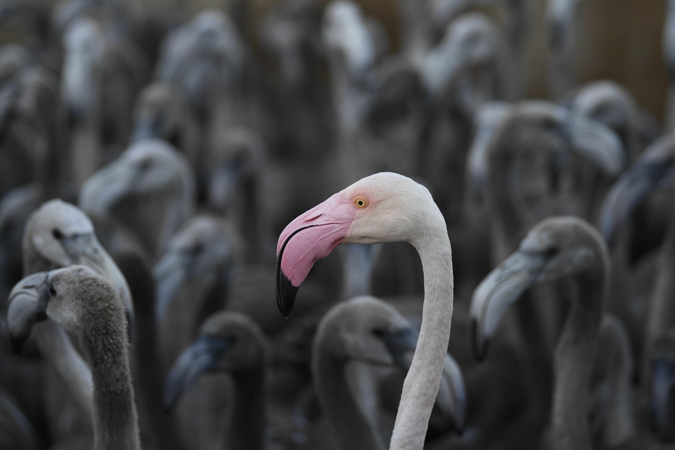 Ein rosaroter Flamingo steht mit Flamingo-Küken in einem Gehege. Forscher fanden nun heraus, dass Schadstoffe in Flussmündungen den Tieren schaden.