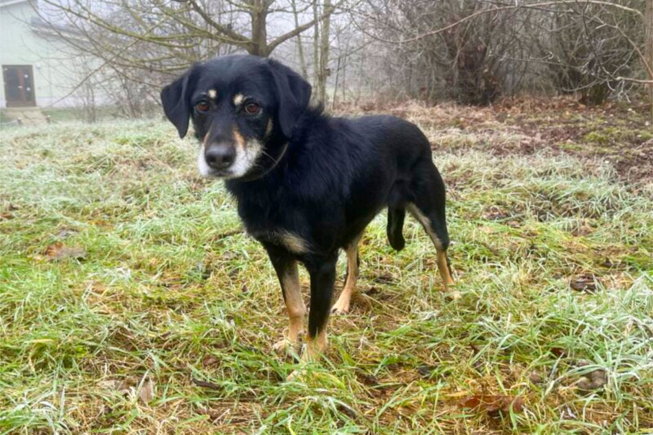 Im Grunde eine ganz liebe Hündin, hat Leila auch schon Ausflüge unternommen, bei denen Tiere zu Schaden kamen.