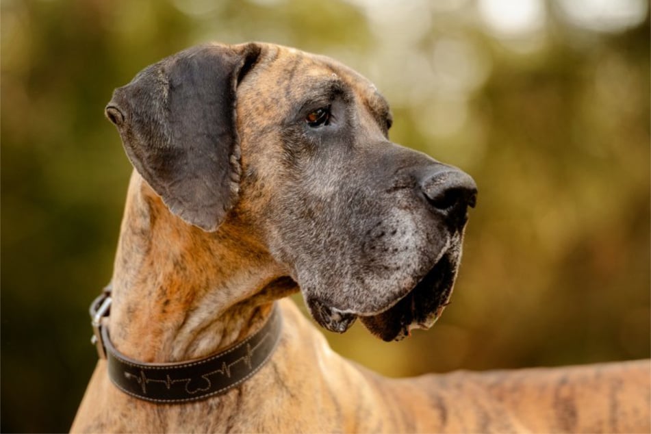 Neue Halter sollten sich der Herausforderungen bei einer Deutschen Dogge bewusst sein.