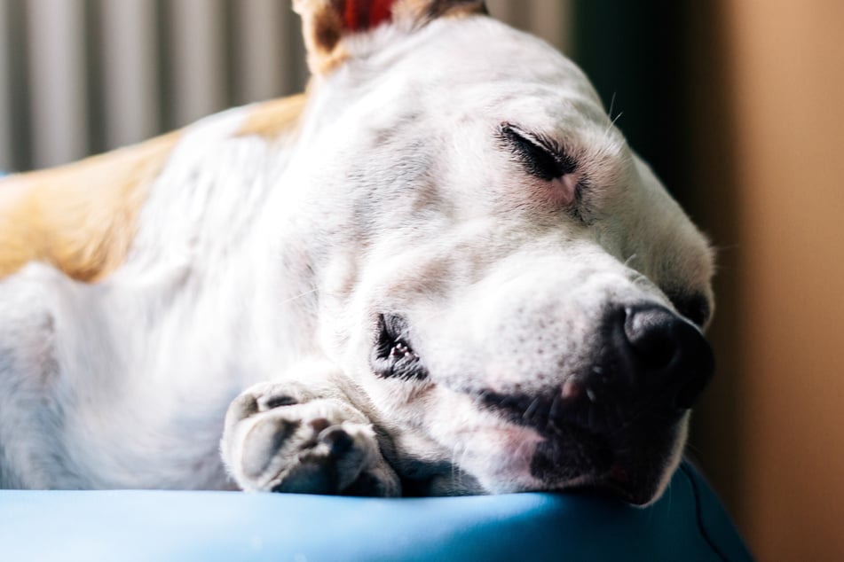 In England wurde ein halbtoter Hund wie Müll entsorgt. Er erlag seinen schweren Verletzungen während der tierärztlichen Behandlung. (Symbolbild)