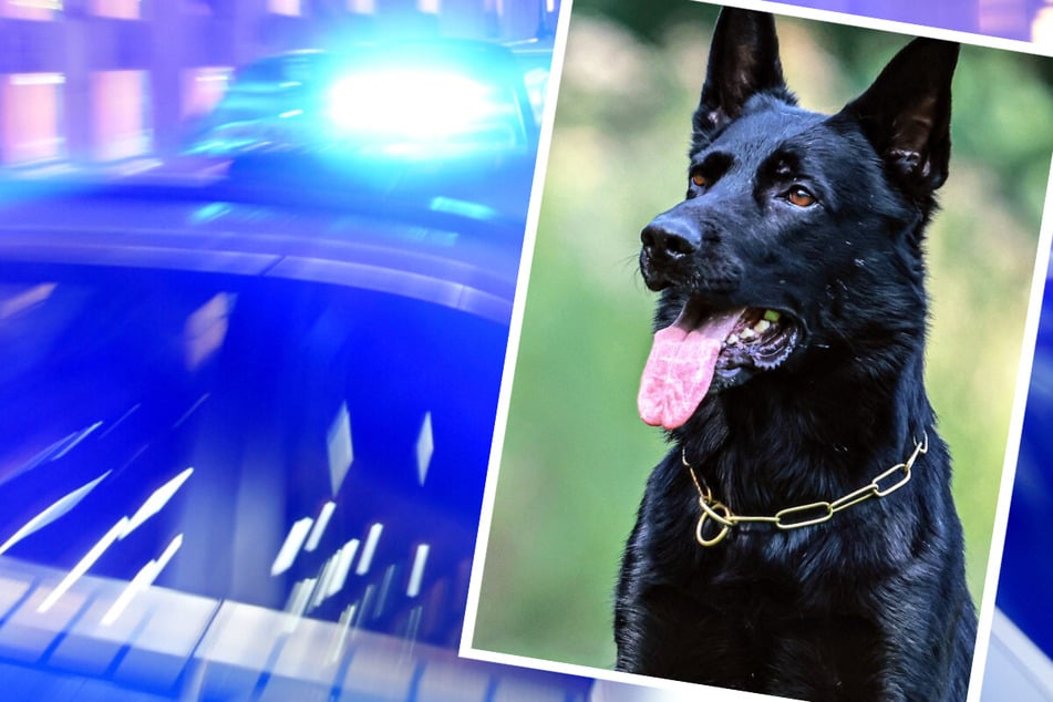 El perro policía “Cooper” llama a la puerta: por eso los investigadores están orgullosos de él