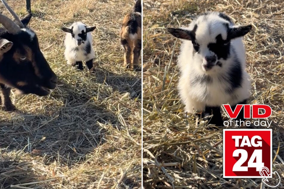 Today's Viral Video of the Day features a baby goat that was caught giving his owner Lexi the most serious expression ever.