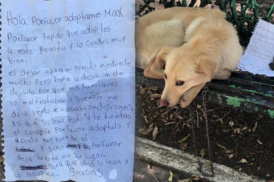 Woman finds lonely dog abandoned on a bench with a heartbreaking note