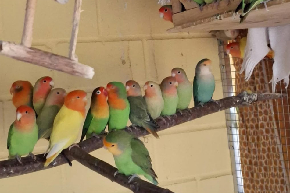 Die hübschen Vögel landeten im Tierheim, nachdem ihr Besitzer verstorben war.