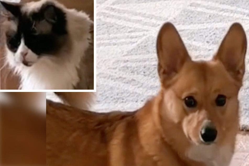 Dog and cat pair is TikTok's new "dream couple"