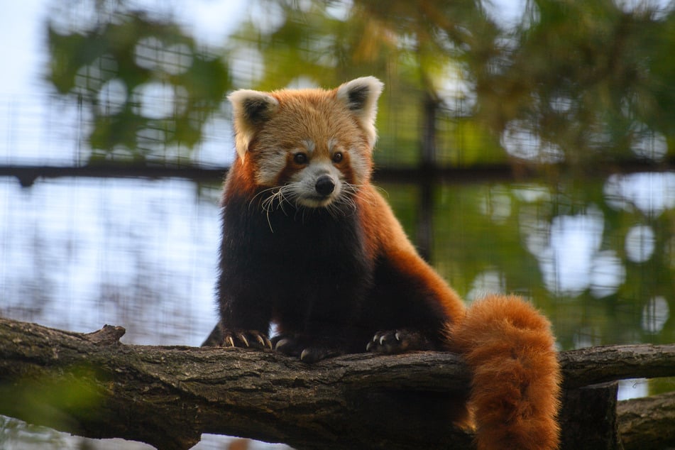 Etwa 10.000 Rote Pandas soll es noch in freier Wildbahn geben.