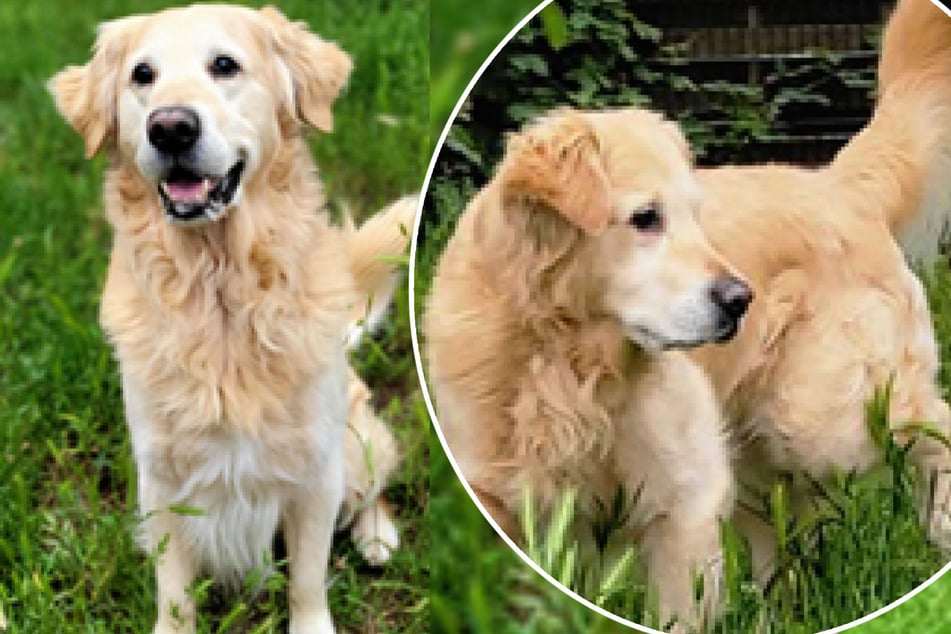 Im Tierheim zeigt sich Lenny gegenüber allen Menschen unauffällig und freundlich.